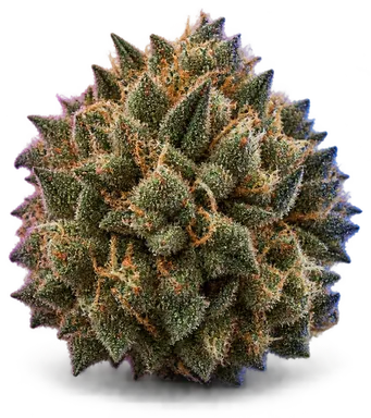 AI-generated illustration of a cannabis flower for the Cheetah Piss page, not a photo of the strain