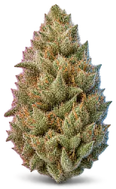 AI-generated illustration of a cannabis flower for the Chernobyl page, not a photo of the strain