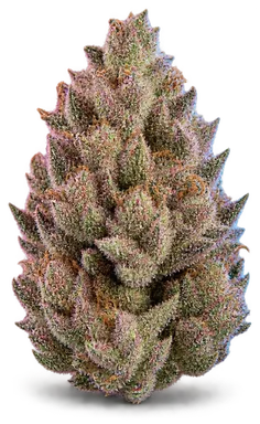 AI-generated illustration of a cannabis flower for the Cherry Dosido page, not a photo of the strain