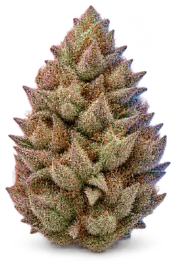 AI-generated illustration of a cannabis flower for the Cherry OG page, not a photo of the strain