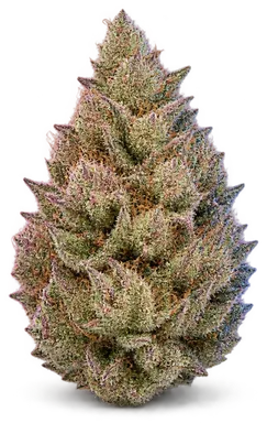AI-generated illustration of a cannabis flower for the Cherry On Top page, not a photo of the strain