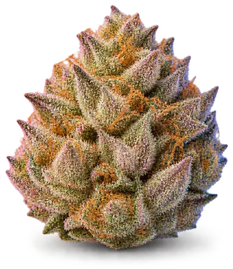 AI-generated illustration of a cannabis flower for the Cherry Punch page, not a photo of the strain