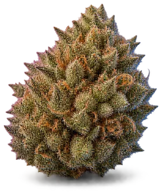 AI-generated illustration of a cannabis flower for the Chloe page, not a photo of the strain