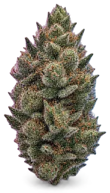 AI-generated illustration of a cannabis flower for the Chocolate Diesel page, not a photo of the strain