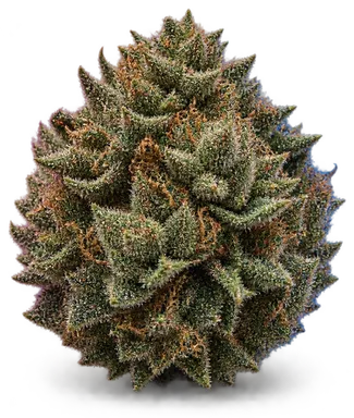 AI-generated illustration of a cannabis flower for the Chocolate OG page, not a photo of the strain