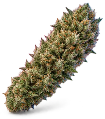 AI-generated illustration of a cannabis flower for the Cinderella 99 page, not a photo of the strain