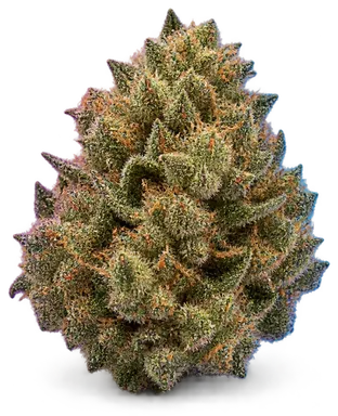 AI-generated illustration of a cannabis flower for the City Slicker 5 page, not a photo of the strain