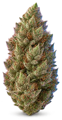 AI-generated illustration of a cannabis flower for the Cocobamba page, not a photo of the strain
