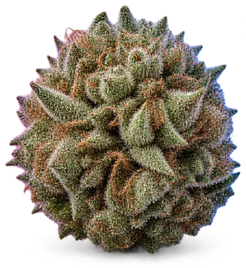AI-generated illustration of a cannabis flower for the Connor's Comfort page, not a photo of the strain