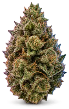 AI-generated illustration of a cannabis flower for the Cookie Face page, not a photo of the strain