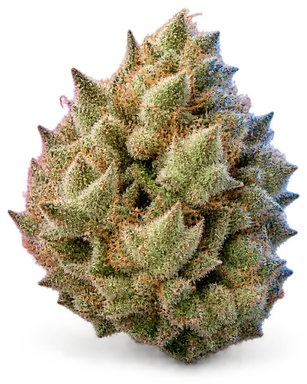 AI-generated illustration of a cannabis flower for the Cookie Hoe page, not a photo of the strain