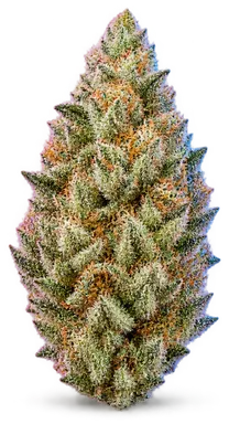 AI-generated illustration of a cannabis flower for the Cookie Punch page, not a photo of the strain