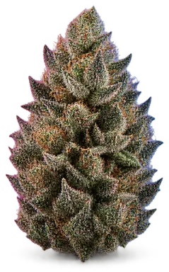 AI-generated illustration of a cannabis flower for the Cookies And Chem page, not a photo of the strain