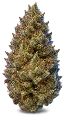 AI-generated illustration of a cannabis flower for the Cookies Supreme page, not a photo of the strain
