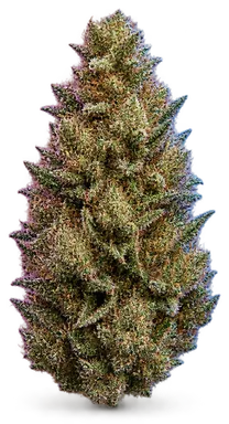 AI-generated illustration of a cannabis flower for the Crescendo R1 page, not a photo of the strain