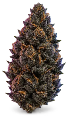 AI-generated illustration of a cannabis flower for the Dark Plasma page, not a photo of the strain