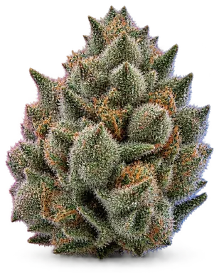 AI-generated illustration of a cannabis flower for the Dawg page, not a photo of the strain