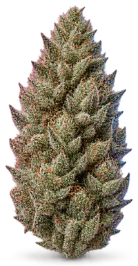 AI-generated illustration of a cannabis flower for the Dead page, not a photo of the strain