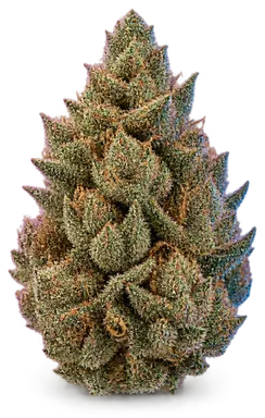 AI-generated illustration of a cannabis flower for the Dirty Taxi 1 page, not a photo of the strain