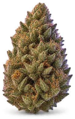 AI-generated illustration of a cannabis flower for the Dod page, not a photo of the strain