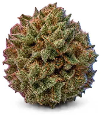 AI-generated illustration of a cannabis flower for the Don Carlos page, not a photo of the strain