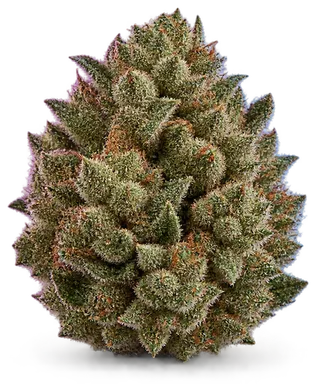 AI-generated illustration of a cannabis flower for the Donny Burger page, not a photo of the strain