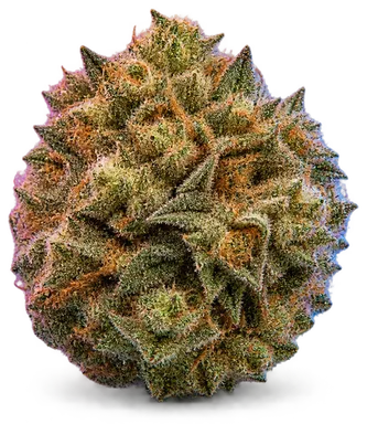 AI-generated illustration of a cannabis flower for the Dosi Do Sherbert page, not a photo of the strain