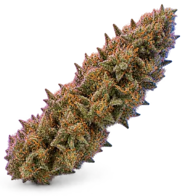 AI-generated illustration of a cannabis flower for the Dosi Face A page, not a photo of the strain