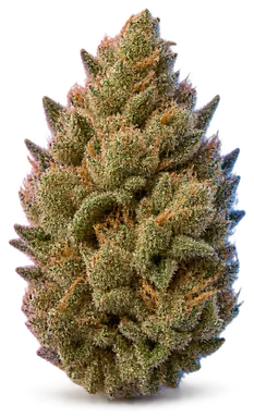 AI-generated illustration of a cannabis flower for the Double Solo Burger 1 page, not a photo of the strain