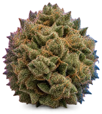 AI-generated illustration of a cannabis flower for the Drago page, not a photo of the strain