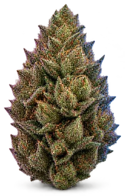 AI-generated illustration of a cannabis flower for the Dream Queen page, not a photo of the strain