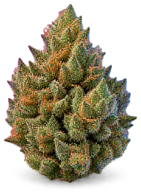 AI-generated illustration of a cannabis flower for the Durban page, not a photo of the strain