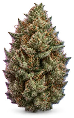 AI-generated illustration of a cannabis flower for the Durban Poison page, not a photo of the strain