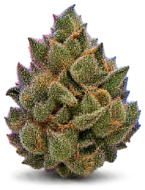 AI-generated illustration of a cannabis flower for the Dutch Treat page, not a photo of the strain