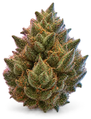 AI-generated illustration of a cannabis flower for the Fierce Animal page, not a photo of the strain