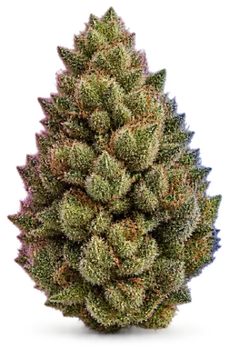 AI-generated illustration of a cannabis flower for the Fire Angel page, not a photo of the strain
