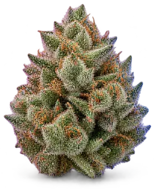 AI-generated illustration of a cannabis flower for the Florida Sunrise page, not a photo of the strain
