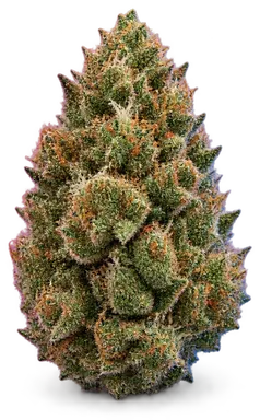 AI-generated illustration of a cannabis flower for the Florida Wedding page, not a photo of the strain