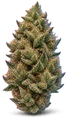 AI-generated illustration of a cannabis flower for the Foam page, not a photo of the strain