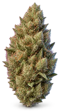AI-generated illustration of a cannabis flower for the Forbidden Gelato page, not a photo of the strain