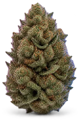 AI-generated illustration of a cannabis flower for the Fritter Glitter page, not a photo of the strain
