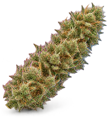 AI-generated illustration of a cannabis flower for the Fritter Mints page, not a photo of the strain