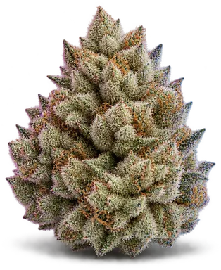 AI-generated illustration of a cannabis flower for the Frosted Donuts page, not a photo of the strain