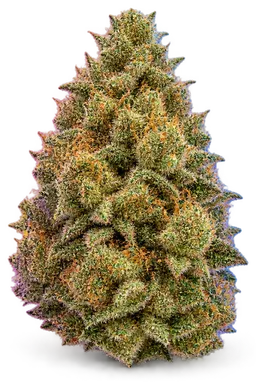 AI-generated illustration of a cannabis flower for the Frosted Sherbet page, not a photo of the strain