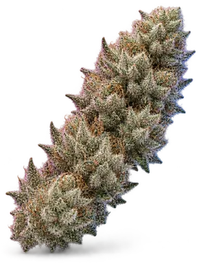 AI-generated illustration of a cannabis flower for the Frosty D-Nutz page, not a photo of the strain