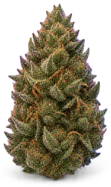 AI-generated illustration of a cannabis flower for the Frozen Margy 1 page, not a photo of the strain