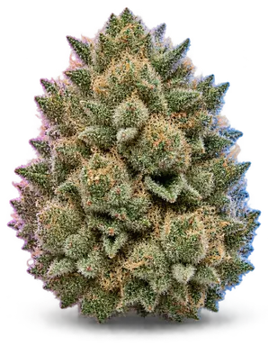 AI-generated illustration of a cannabis flower for the Fruit Punch page, not a photo of the strain
