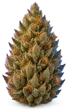 AI-generated illustration of a cannabis flower for the Full Metal Jacket page, not a photo of the strain