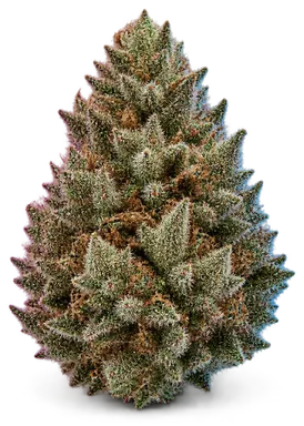 AI-generated illustration of a cannabis flower for the Funky Runtz page, not a photo of the strain