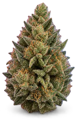 AI-generated illustration of a cannabis flower for the Garlic Drip 10 page, not a photo of the strain